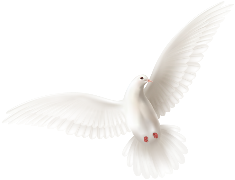 Holy spirit dove